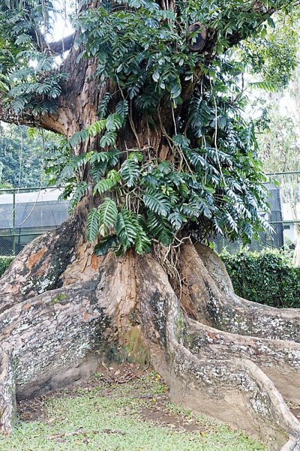 Kandy-Botanical garden-060